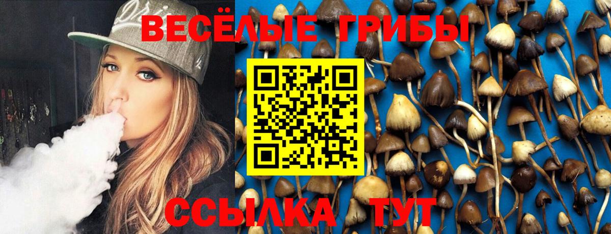 Псилоцибиновые грибы Psilocybine cubensis Калининград